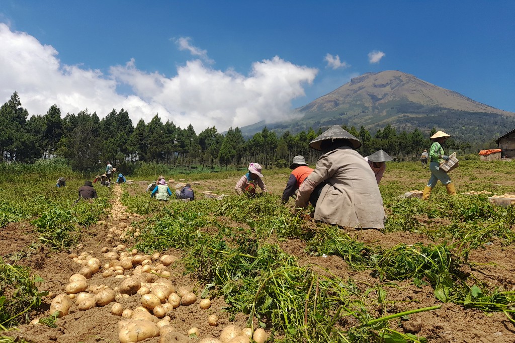 kentang dieng bromo
