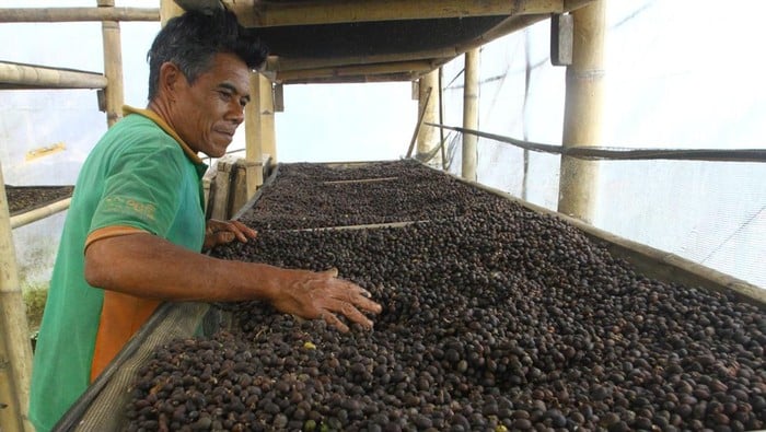 kopi arabika bromo